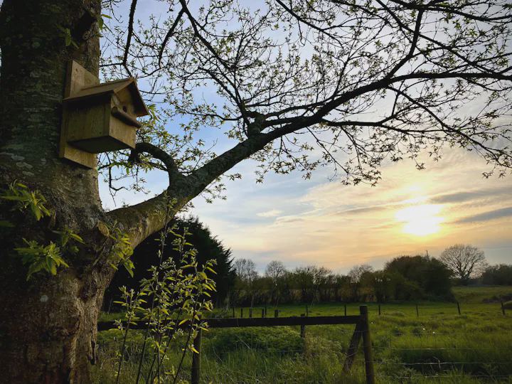 Evening sun over the fields
