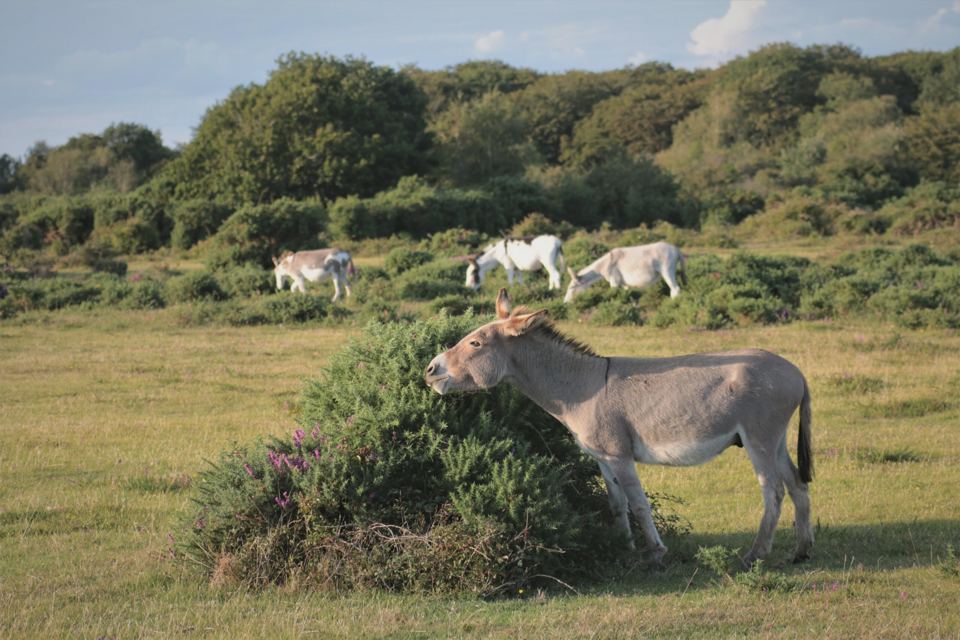 Ponies near the site