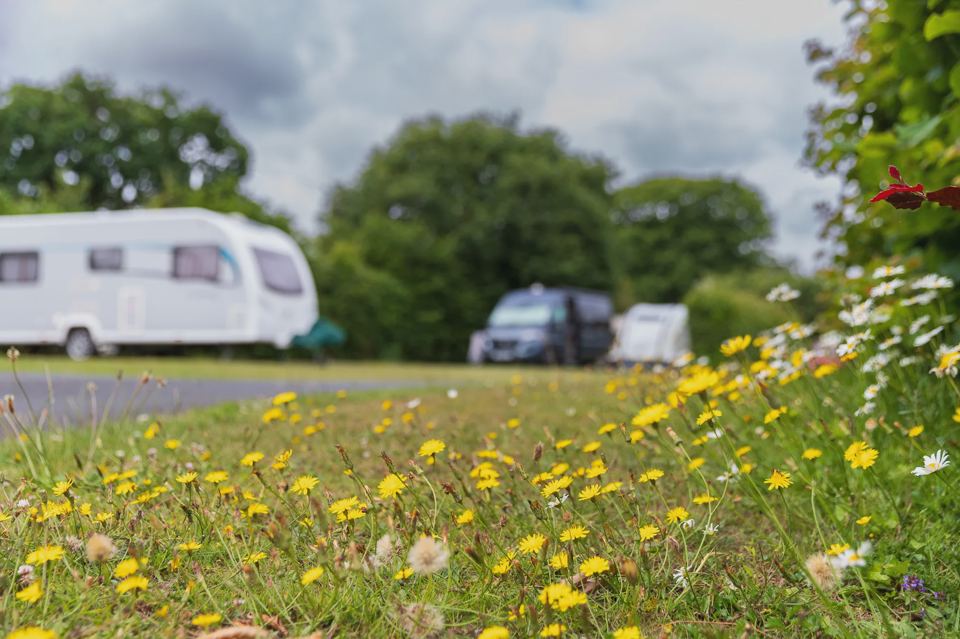 Caravans beyond wildflowers