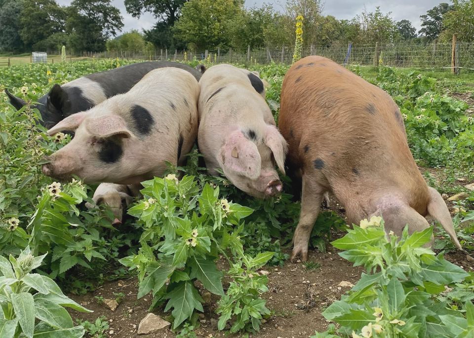 Pigs on the farm