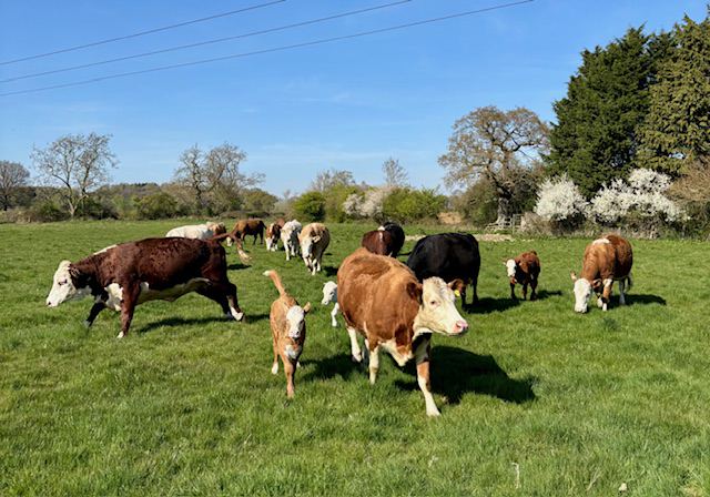 Cattle in the field