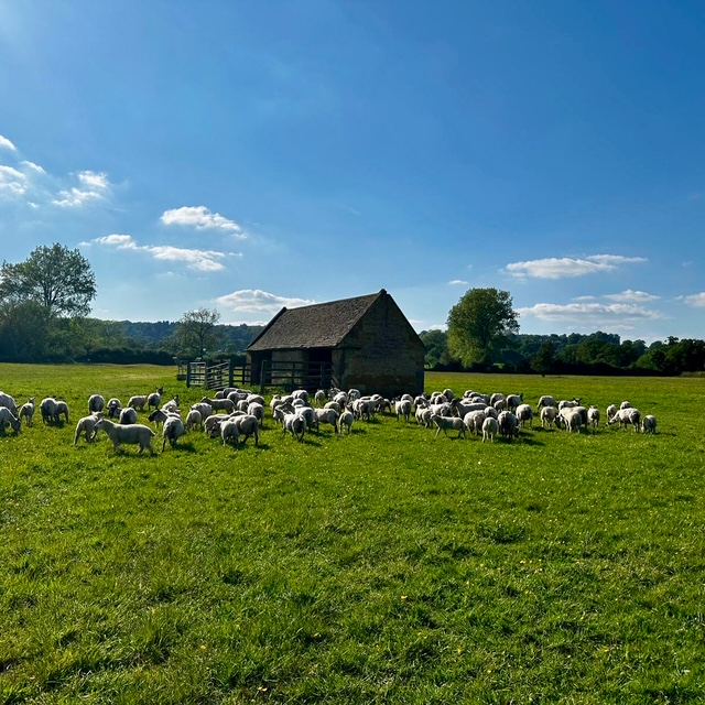 Sheep grazing by the barn