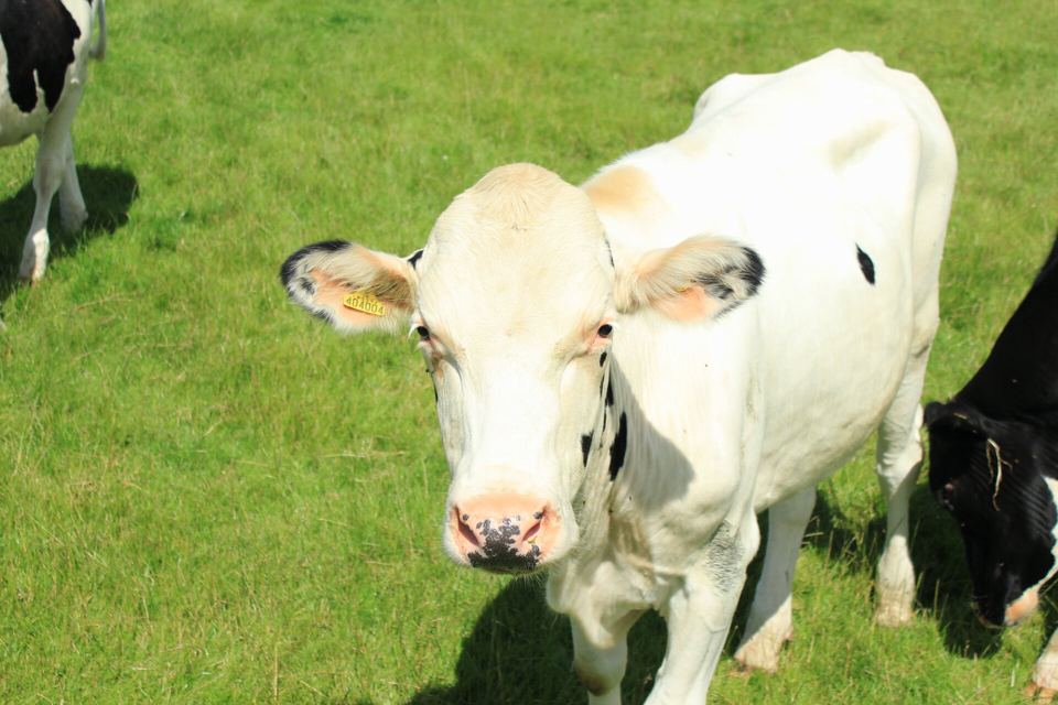 Cow in the park fields