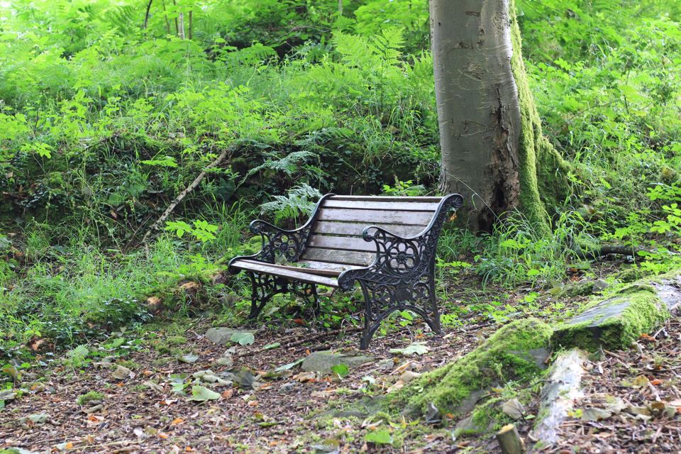 Bench in the woods