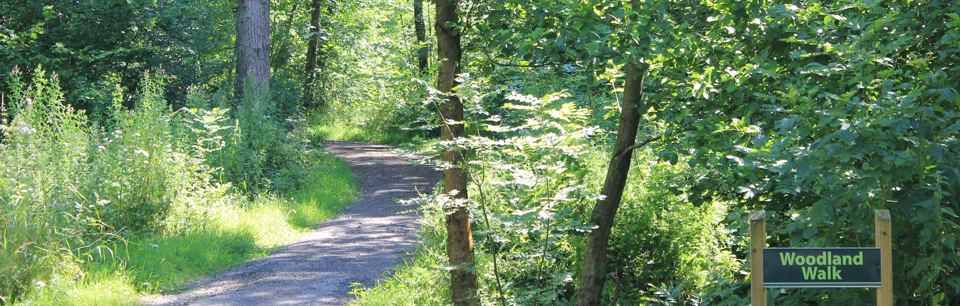 Woodland walk