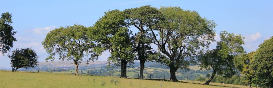 Trees and fells on the park