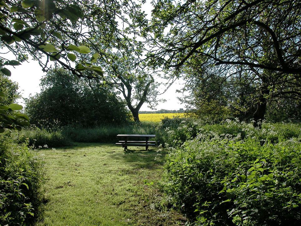 Picnic bench in the orchard