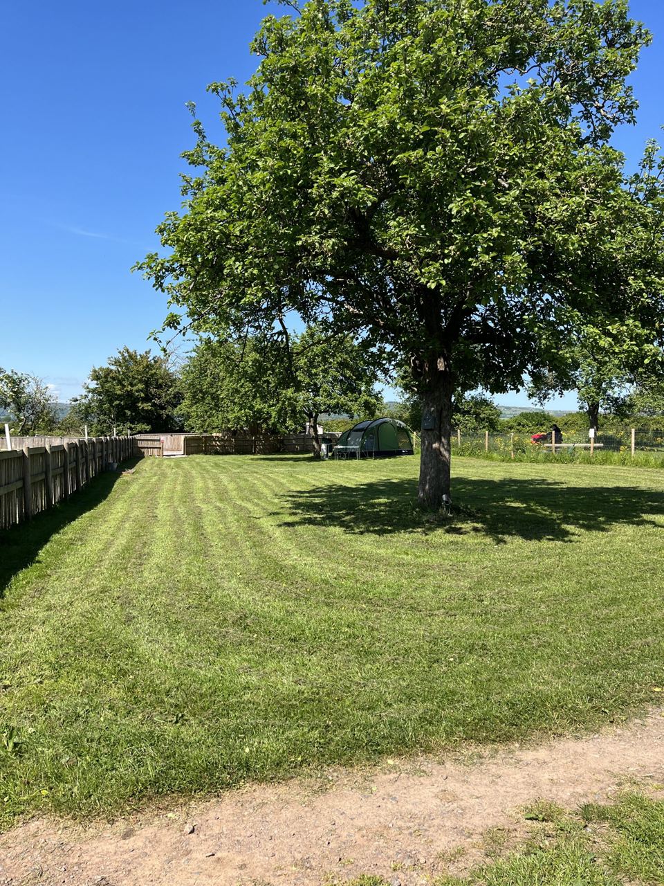 Mown grass under a tree
