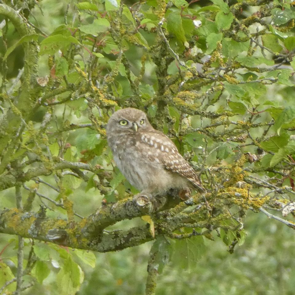 Little owl on site