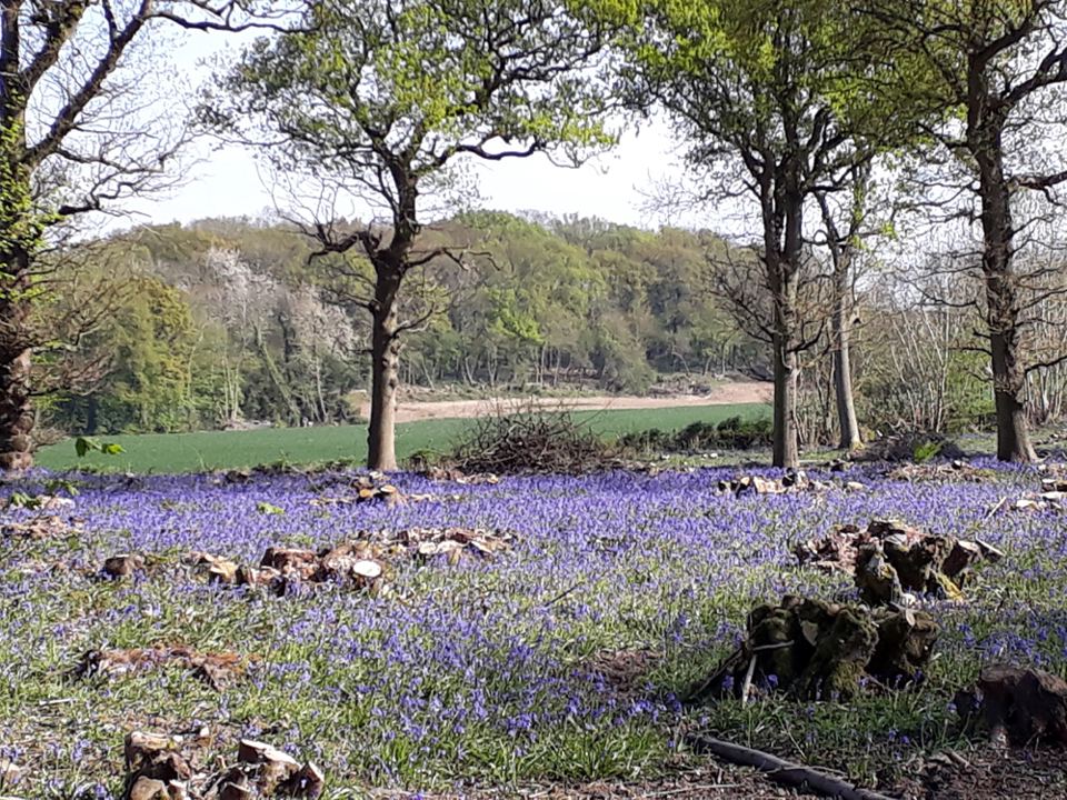 Bluebell woodland nearby