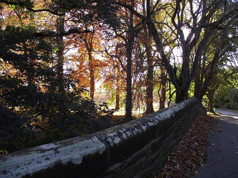 Autumn trees beside the lane