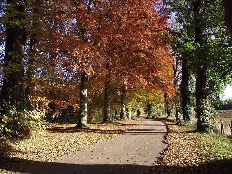 Autumn path under the trees
