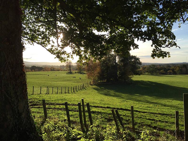 Fields and trees from the site