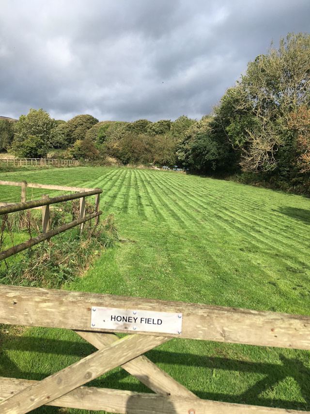Honey Field