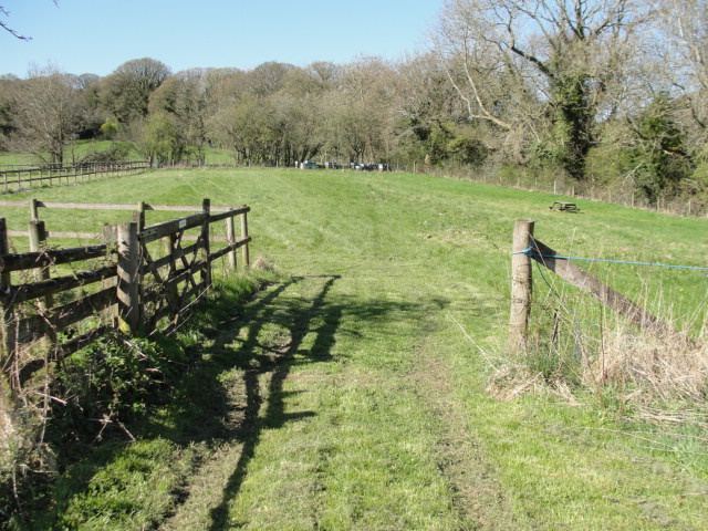 Grassy track through the meadow