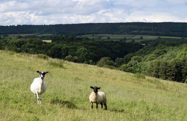 Sheep on the hillside above the dale