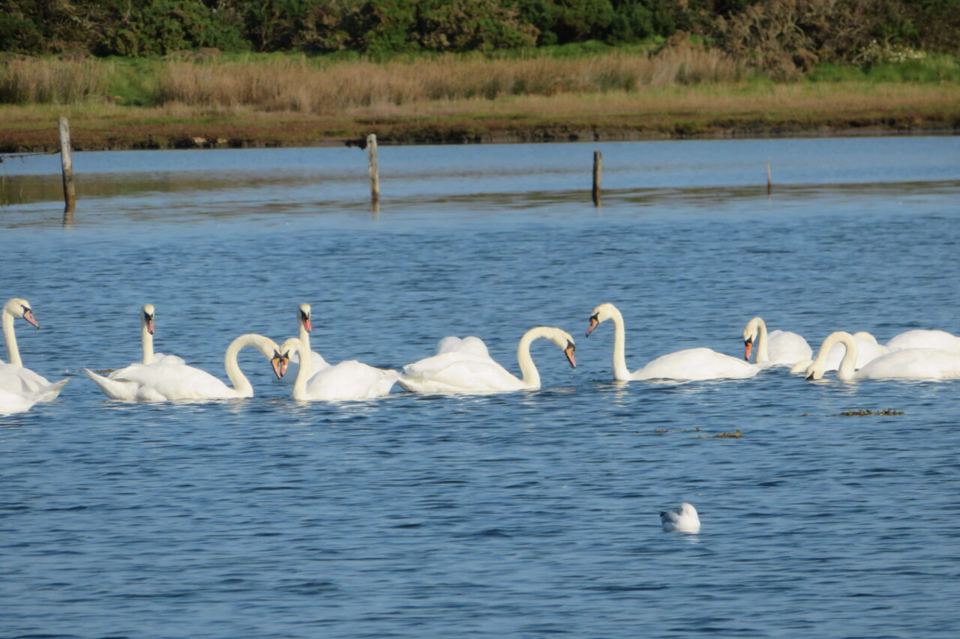 Swans on the Inland Sea