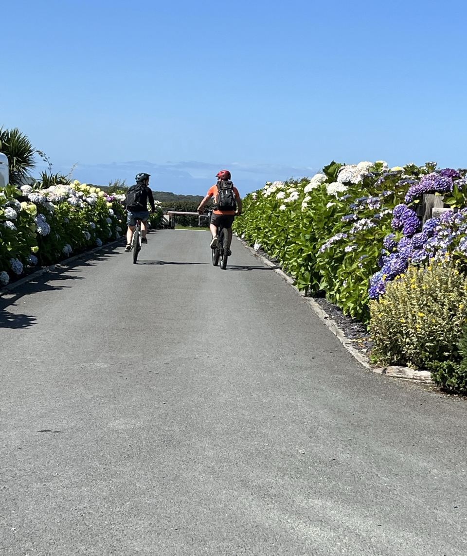 Drive between flower hedges