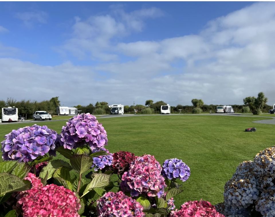 Grass pitch with hydrangeas
