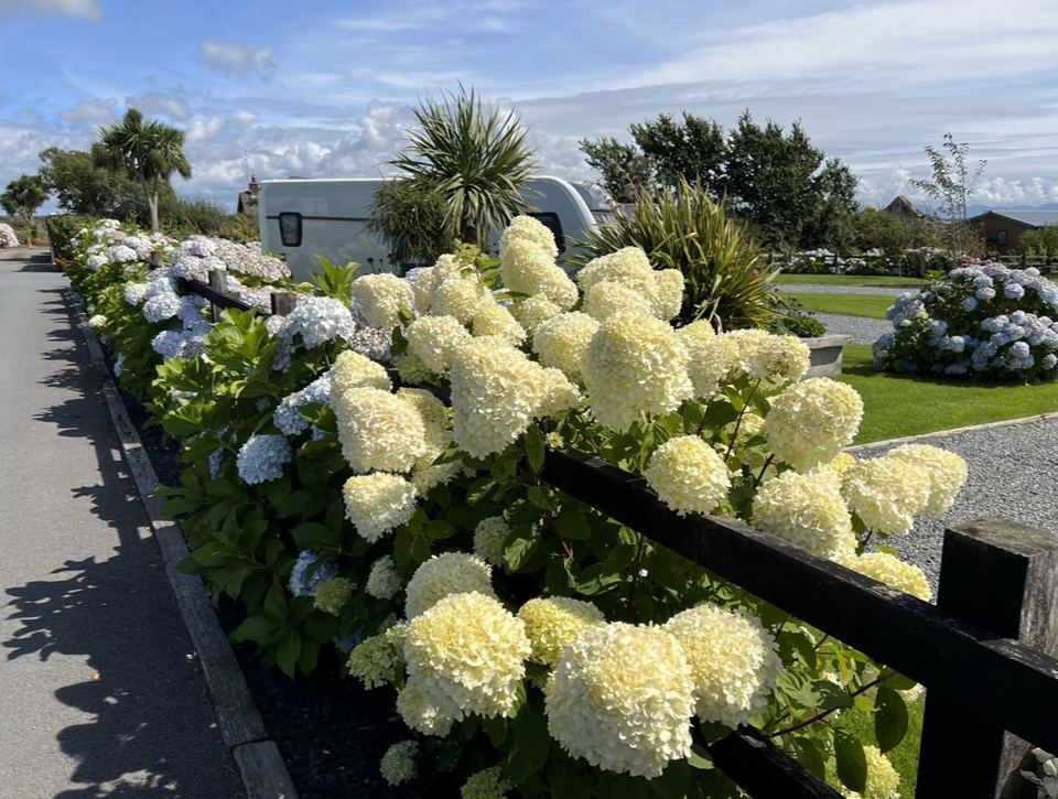 Hydrangeas along the pitches