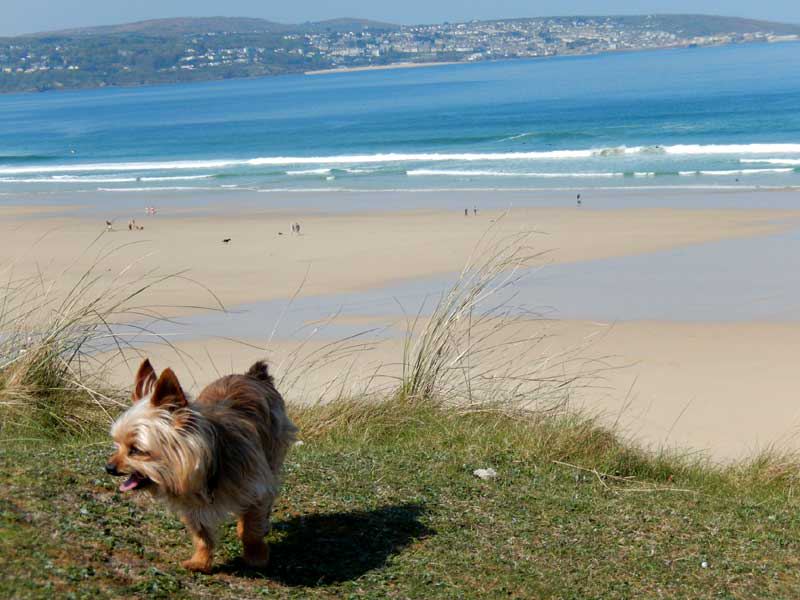 Beach with a dog