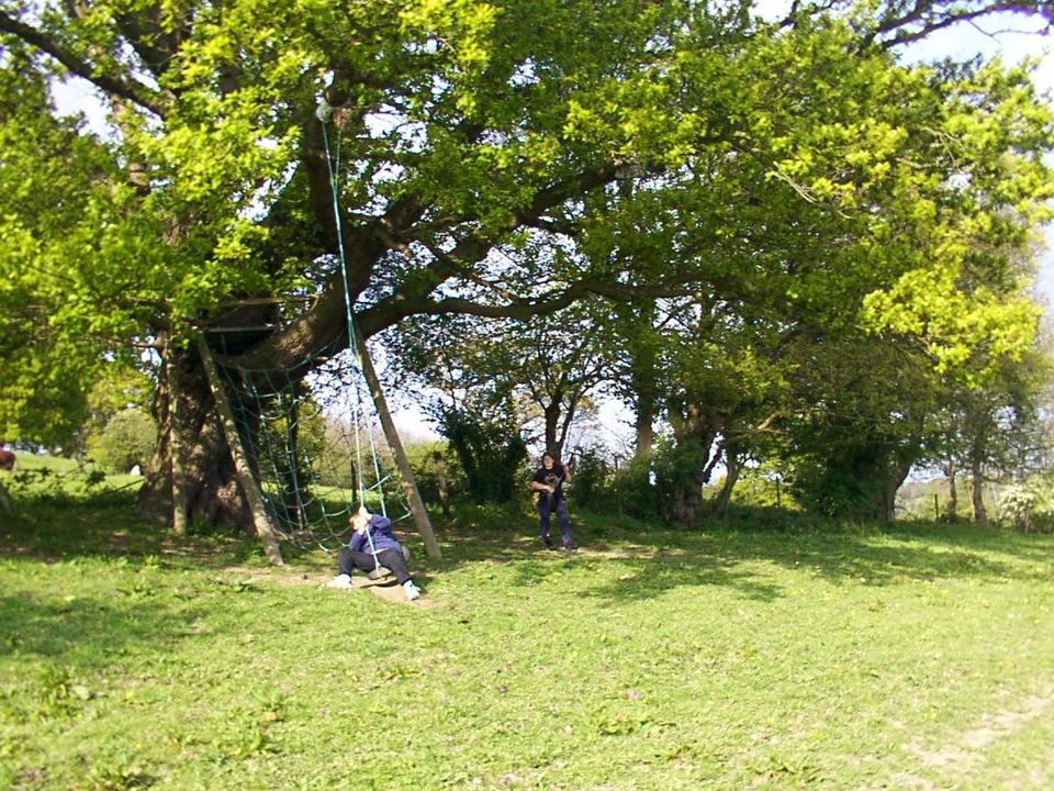 Grass field under the trees