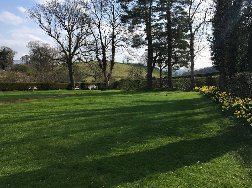 Lawn beneath trees