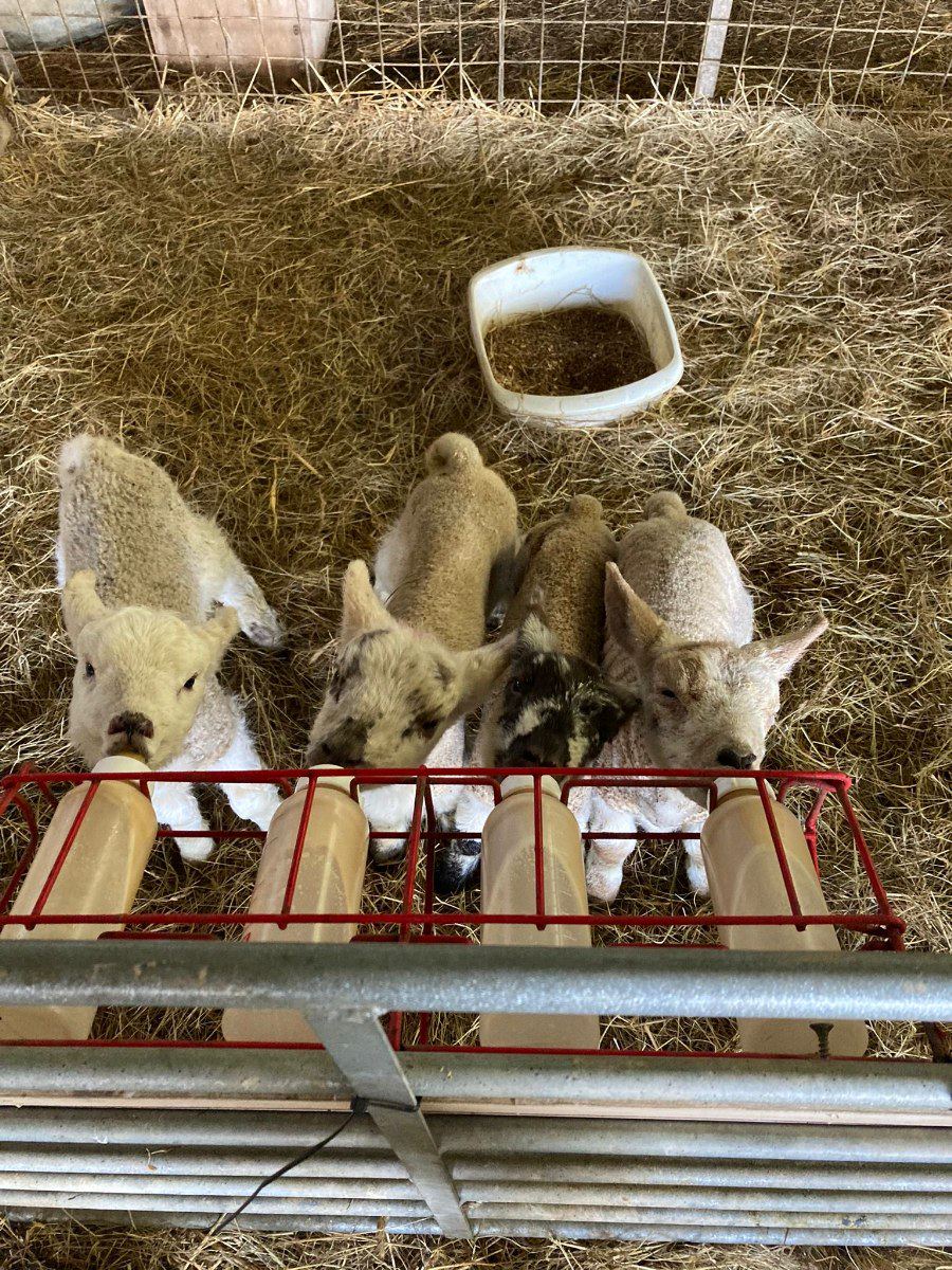 Lambs feeding on the farm