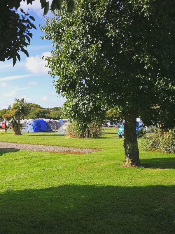 Tents under a tree in the field