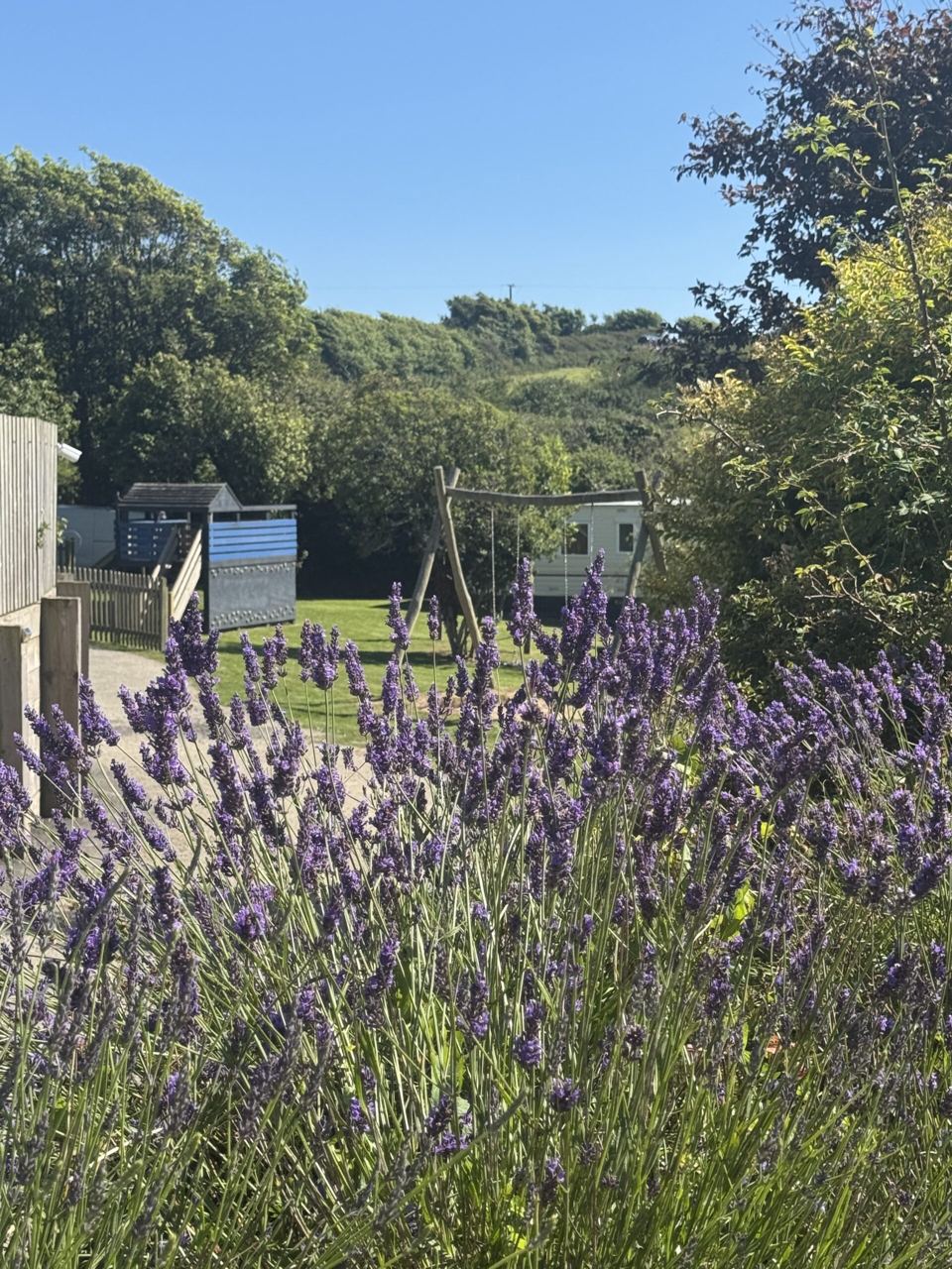 Lavender and trees on site