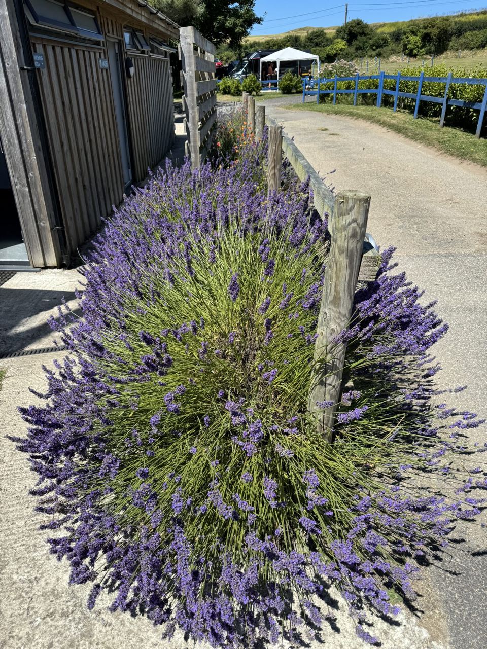 Lavender by the site lane