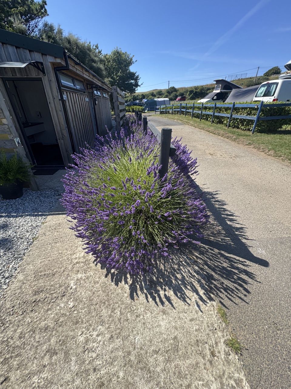 Lavender along the site track