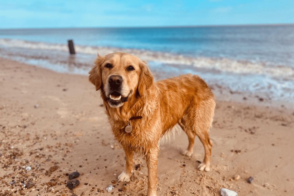 Dog on the beach