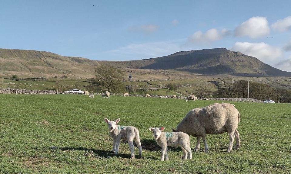 Lambs in the field