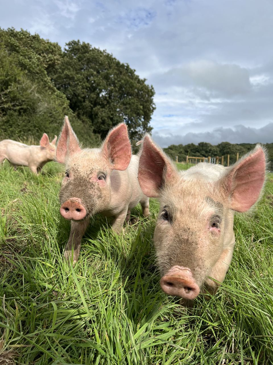 Pigs in the long grass