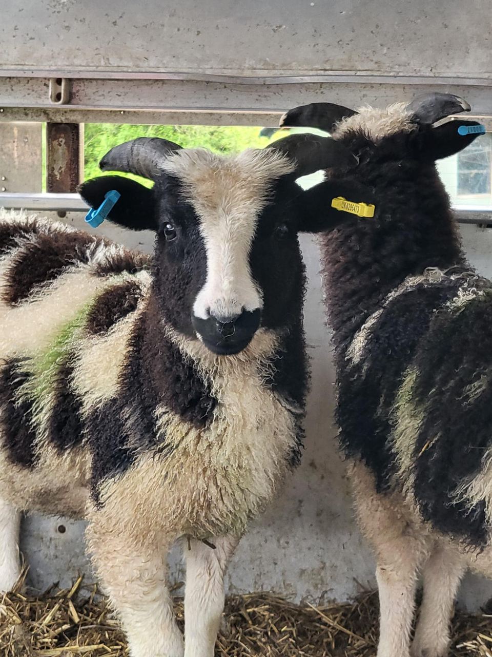 Sheep in the farm shed