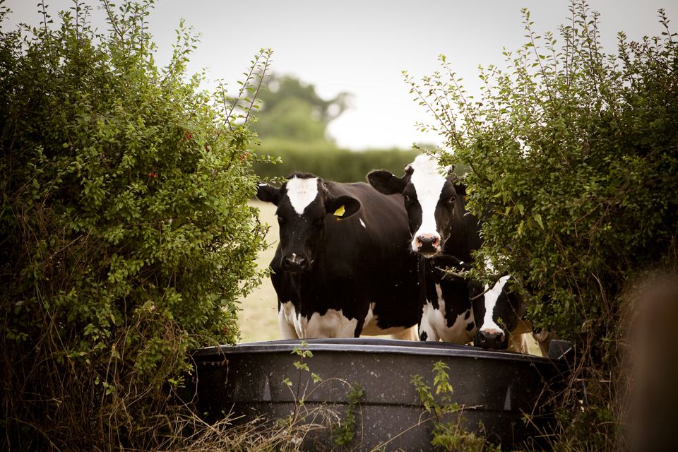 Cows by the hedge