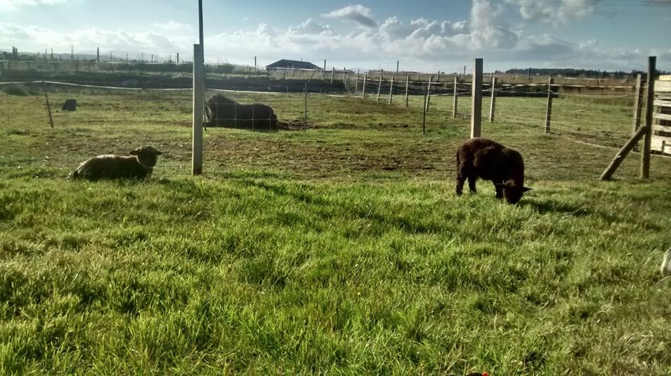 Sheep and ponies in the field