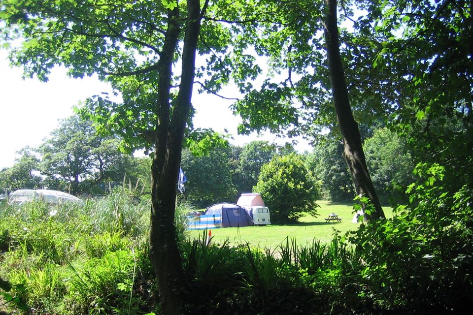 Tent pitch in the trees