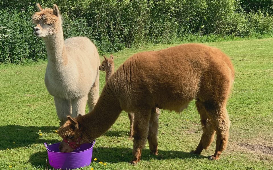 Alpacas in the petting field