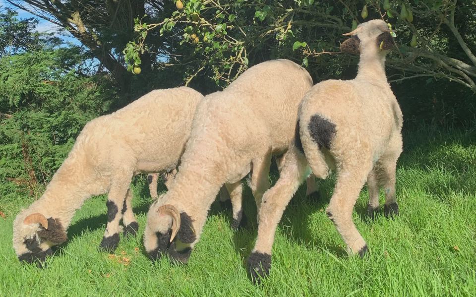 Valais blacknose sheep