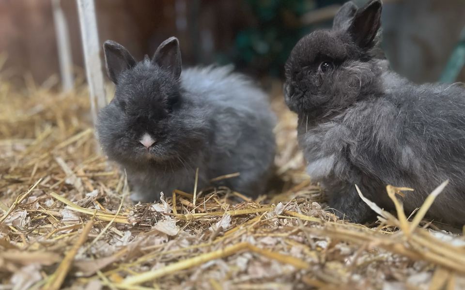 Rabbits