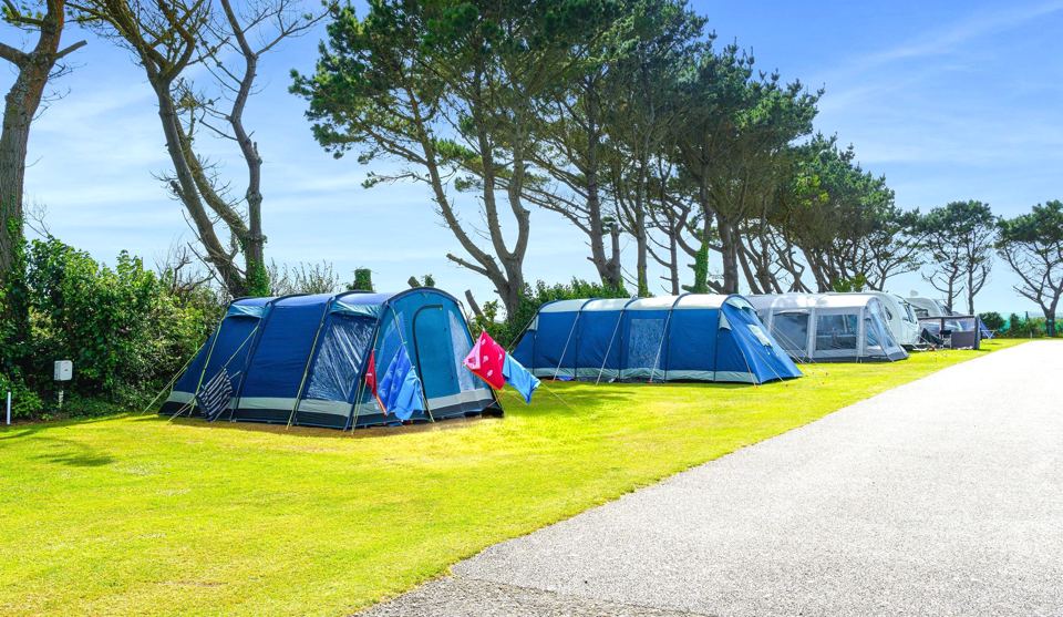 Tent pitches under pine trees