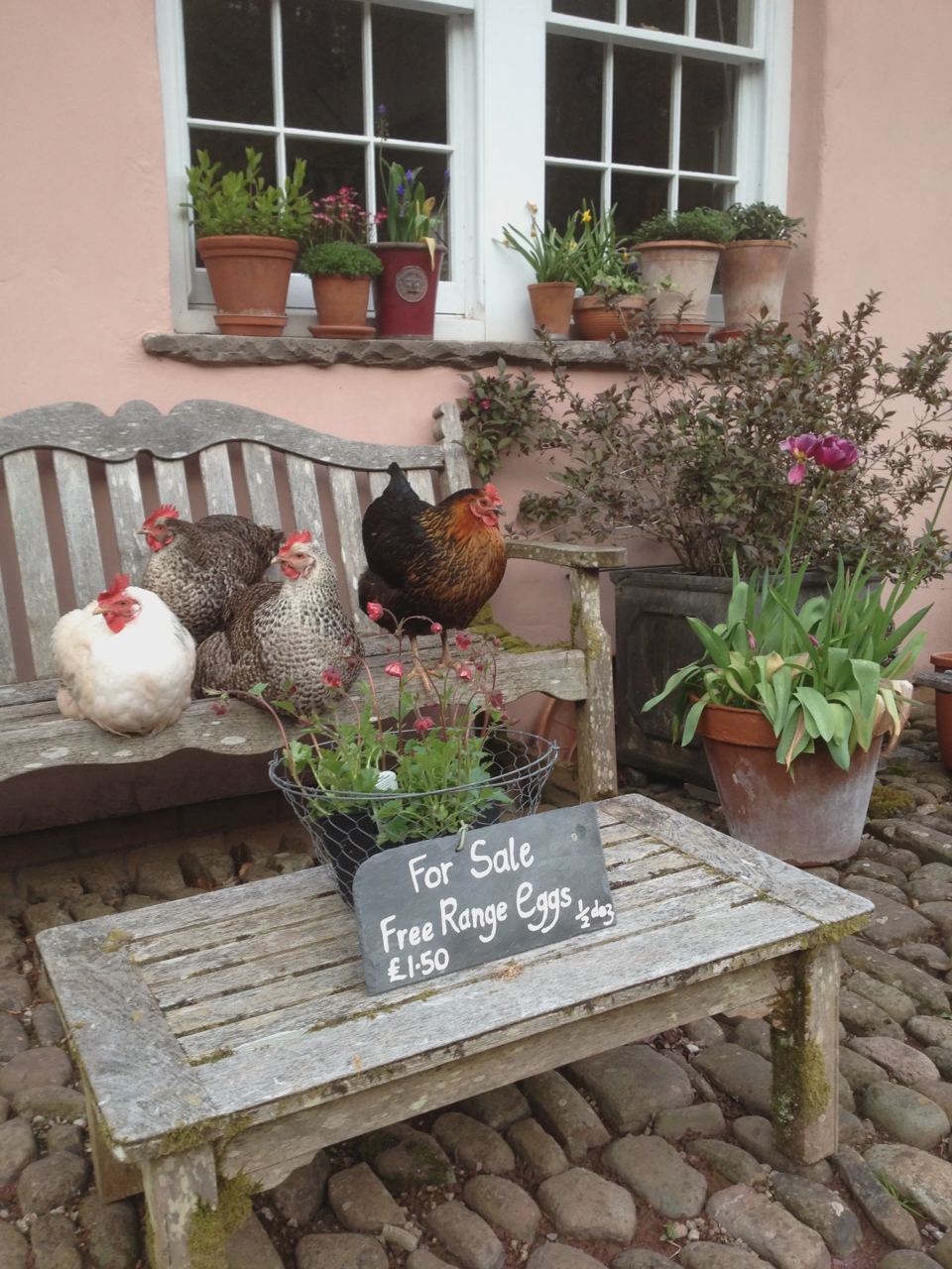 Hens on the courtyard bench