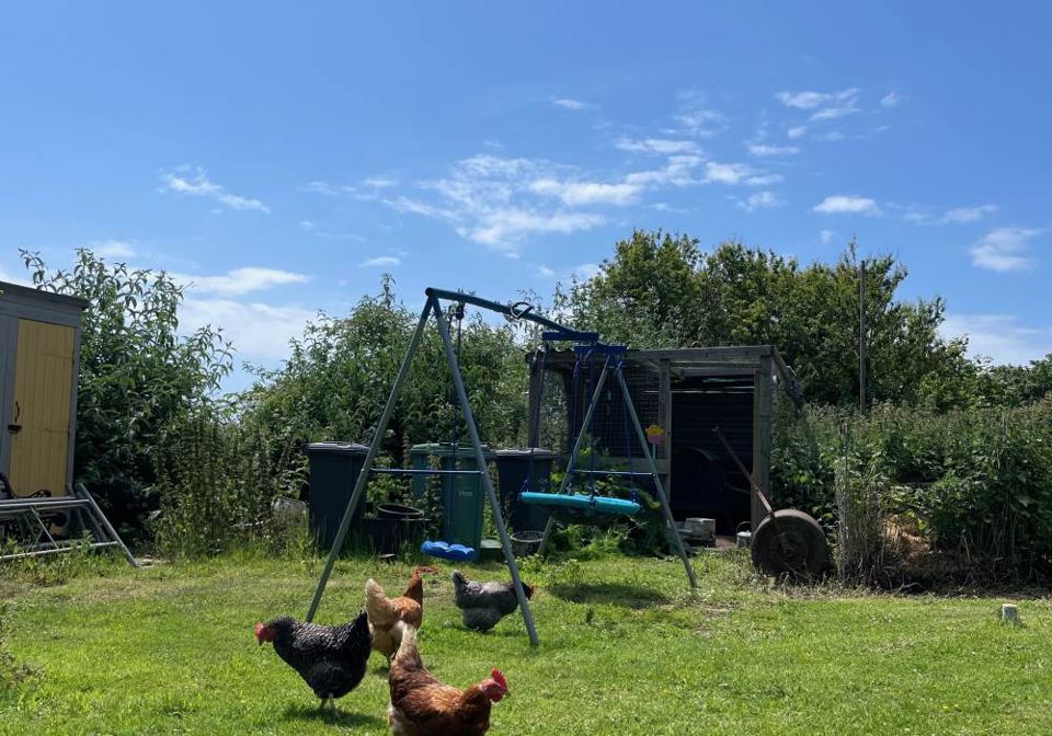 Swing frame and hens on the lawn