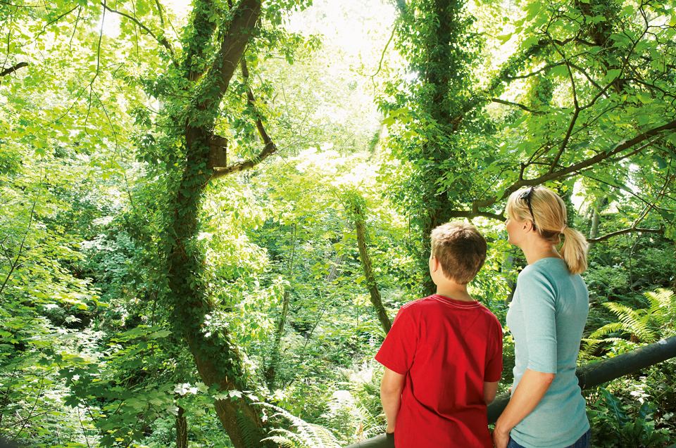 Woodland walk to the beach