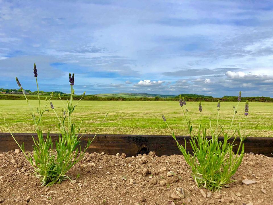 Open field with sea beyond
