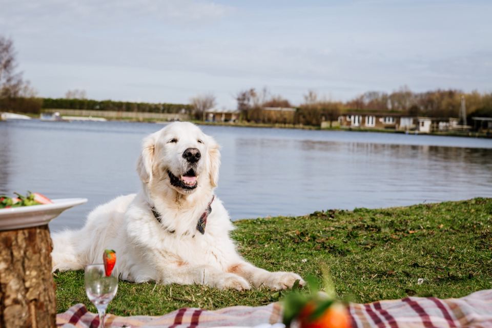 Dog on the lakeside grass