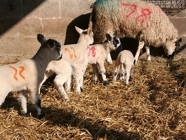 Lambs in the farm barn