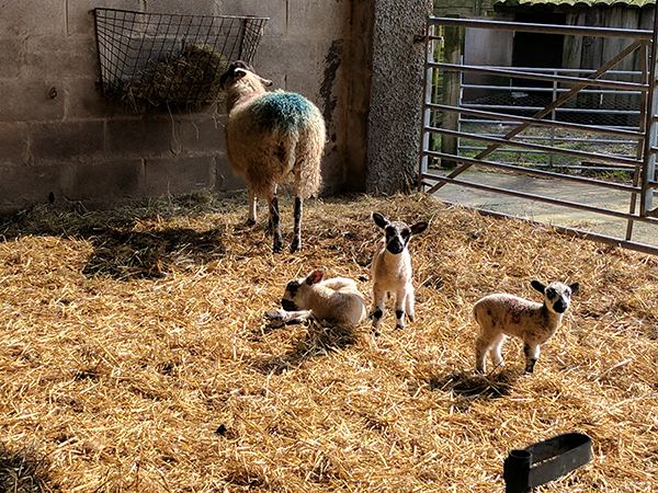 Sheep and lambs in the yard